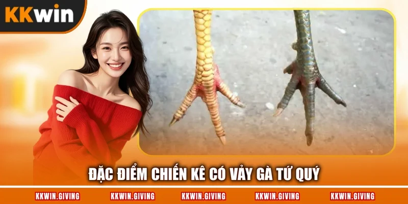 Đặc điểm chiến kê có vảy gà tứ quý